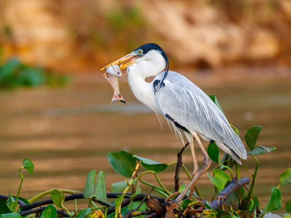 A heron with a fish in its beak standing among plants.