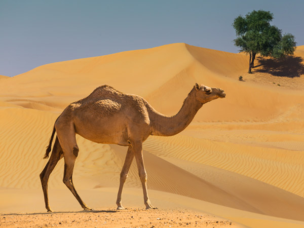 Camel walks across desert sand dunes with lone tree behind.