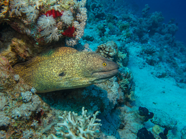 A speckled moray eel peers out from coral reef underwater.